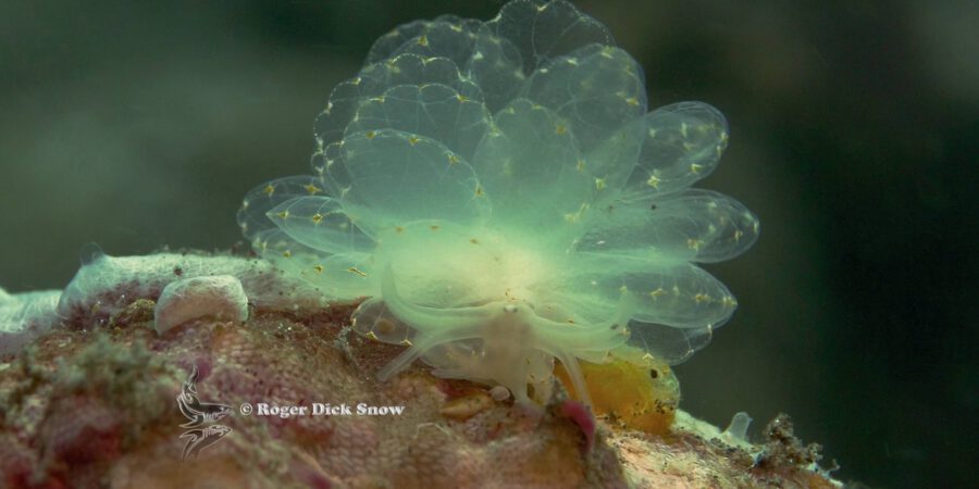 Nudibranch, Cyerce Elegans